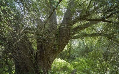 Struinen door de Duursche Waarden