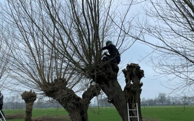 Zaterdag 11 maart seizoen 2022-2023 laatste keer wilgen knotten