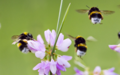 Heb je ook zin in een natuuravontuur met kriebelbeestjes in de meivakantie?