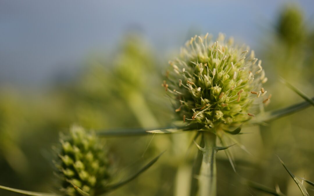 Planten van de Duursche Waarden