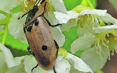 Wilde planten en insecten excursie